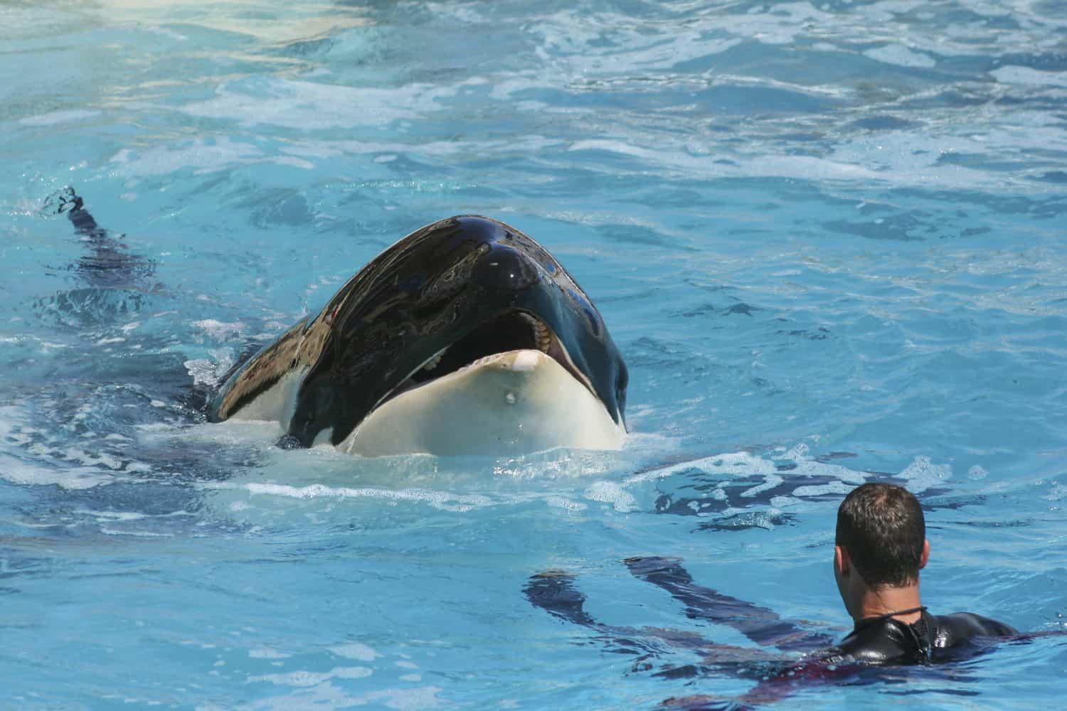 Captive Killer Whale (Orca) with Trainer