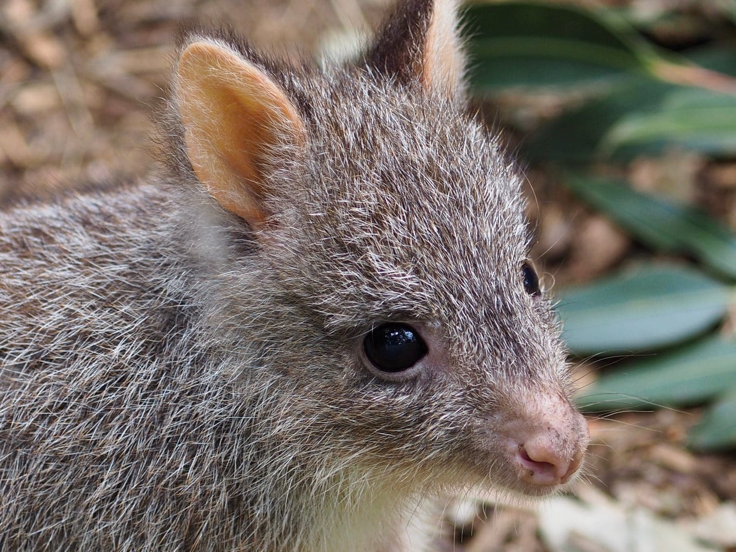 Dainty Darling Loveable Rufous Bettong with Big Bright Eyes.
