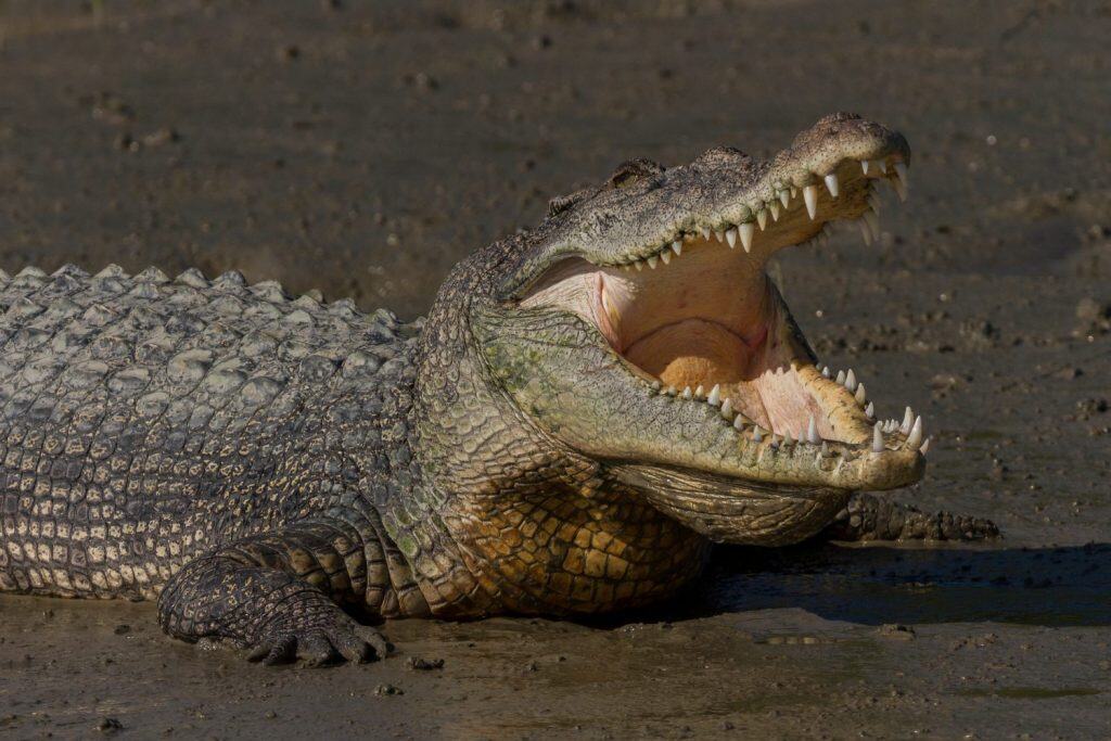 Close up of young salt water crocodile basking with open mouth on the mudflat of Sundarban National Park, West Bengal, India