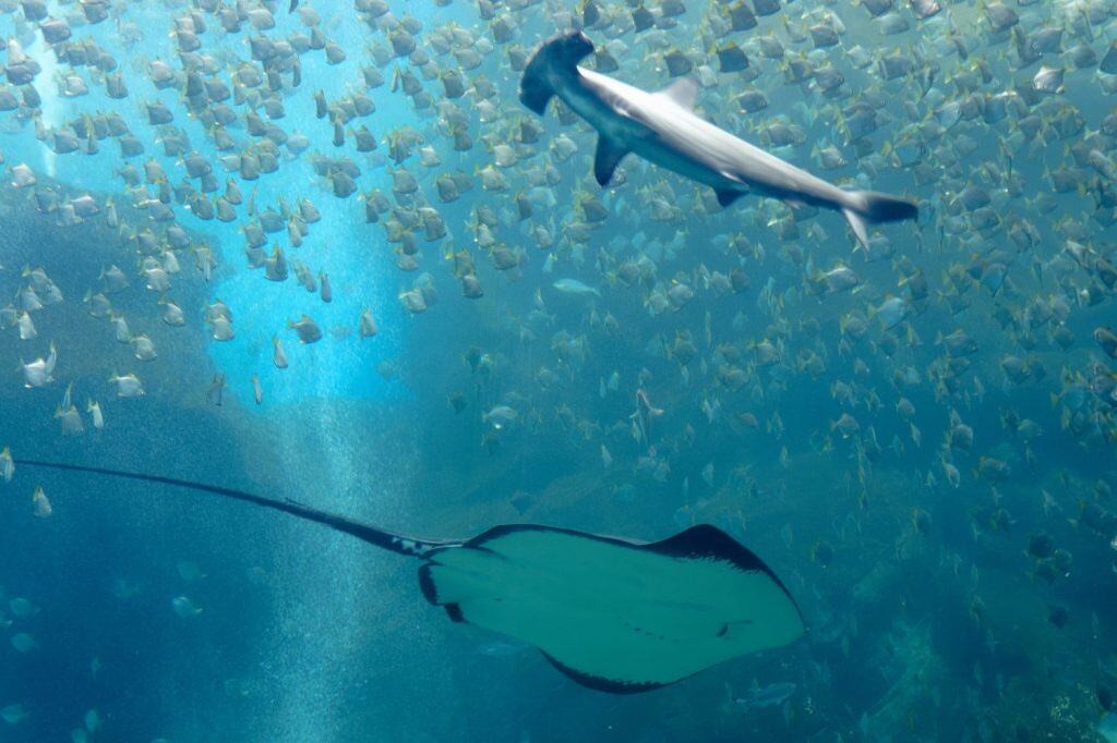 A manta ray gliding under a ferocious hammerhead shark, which swims among its prey, a shoal of silver moonyfish (or diamondfish), in the huge Xpark Aquarium in Landmark Plaza, Zhongli, Taoyuan, Taiwan
