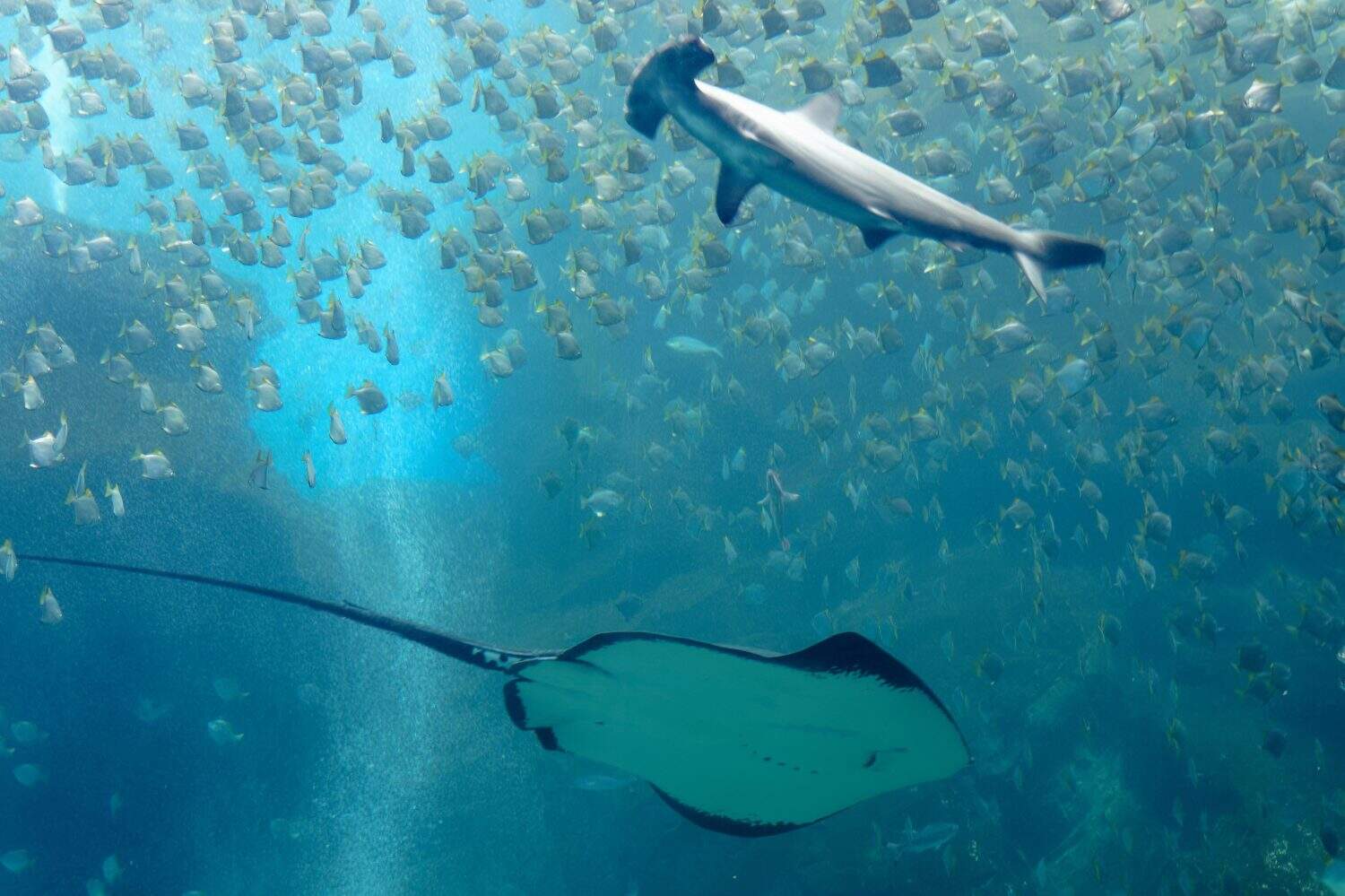 A manta ray gliding under a ferocious hammerhead shark, which swims among its prey, a shoal of silver moonyfish (or diamondfish), in the huge Xpark Aquarium in Landmark Plaza, Zhongli, Taoyuan, Taiwan