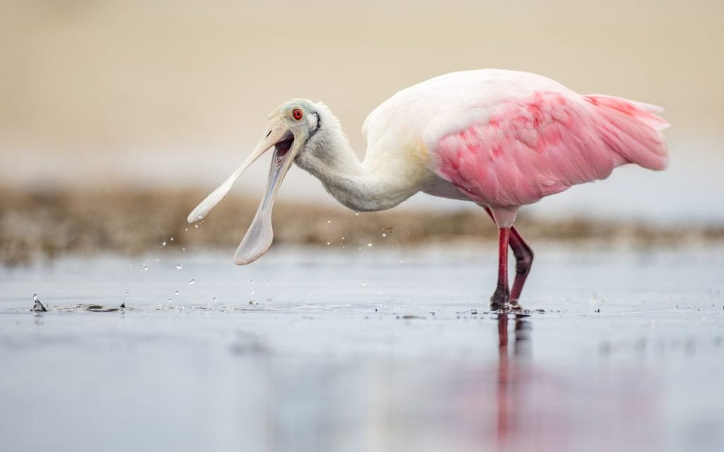 Roseate Spoonbill on the Beach in Florida