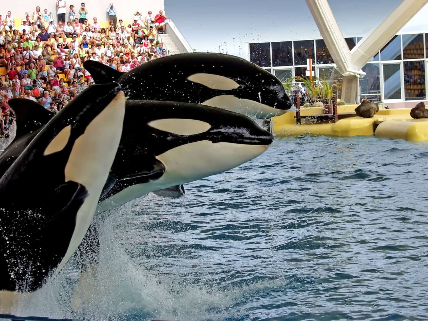 Three orca whales in the seaworld