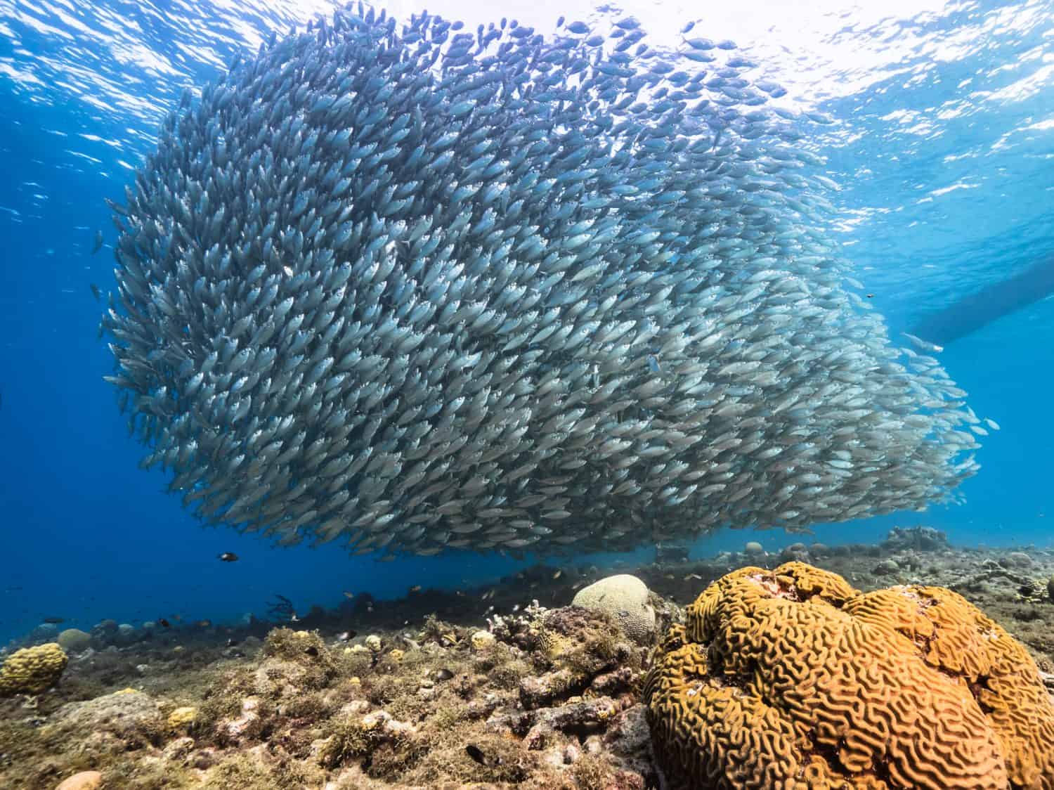 Bait ball, school of fish in turquoise water of coral reef in Caribbean Sea, Curacao with coral and sponge