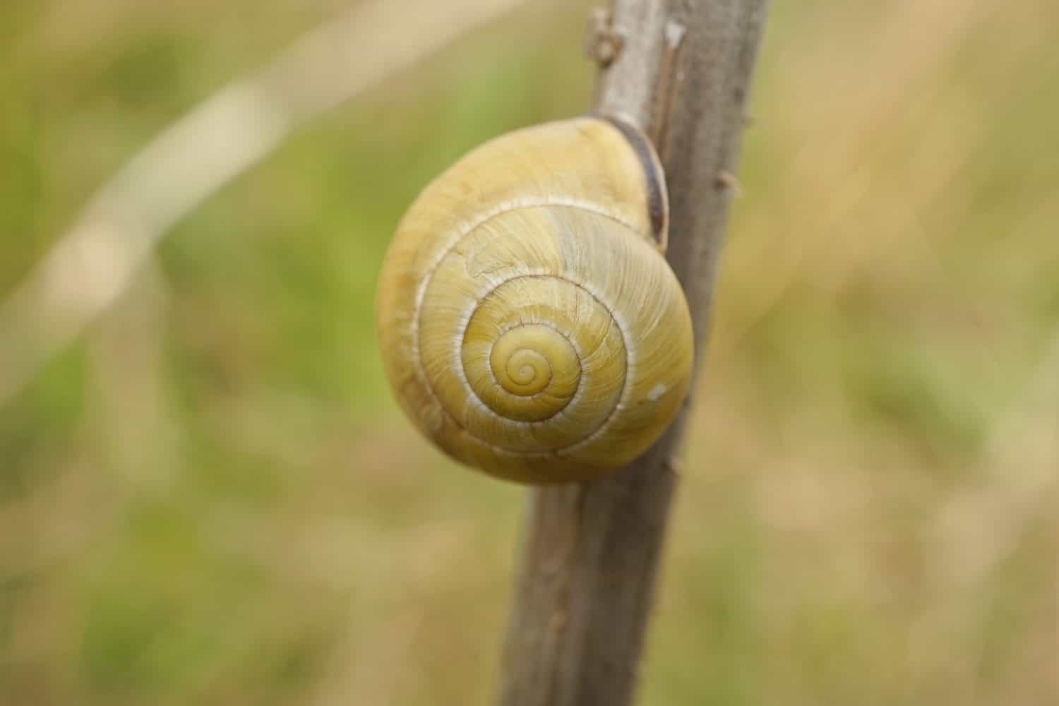 Close-up of a grove snail