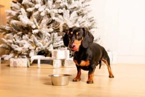 One beautiful black dachshund dog is standing on the floor near an iron bowl. New Year's hundred,