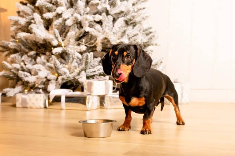 One beautiful black dachshund dog is standing on the floor near an iron bowl. New Year's hundred,