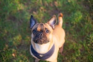 French bulldog cross Pug playing in the park
