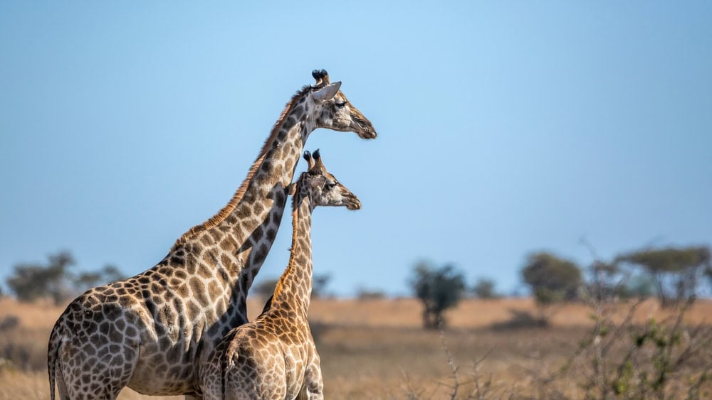 Giraffe mother bonding her calf in Kruger National park, South Africa ; Specie Giraffa camelopardalis family of Giraffidae