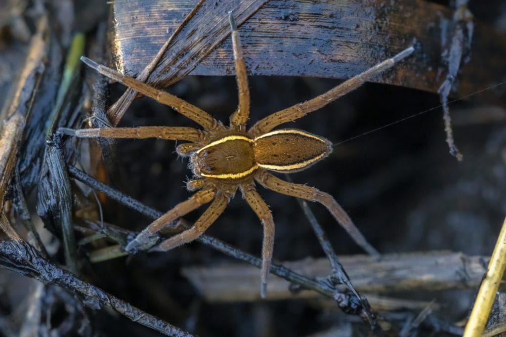 Great raft spider or fen raft spider (Dolomedes plantarius) is a European species of spider in the Pisauridae family.