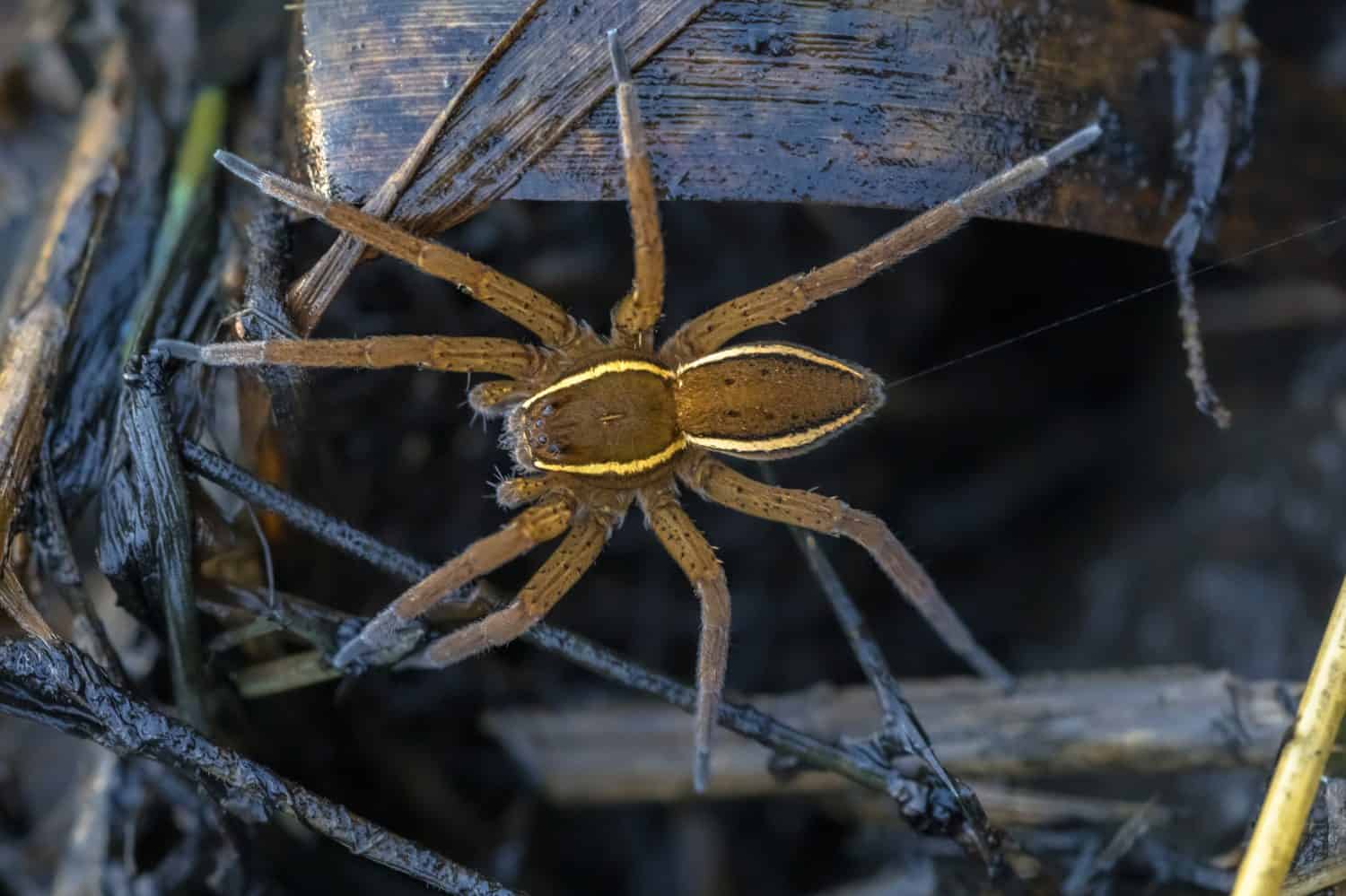 Great raft spider or fen raft spider (Dolomedes plantarius) is a European species of spider in the Pisauridae family.