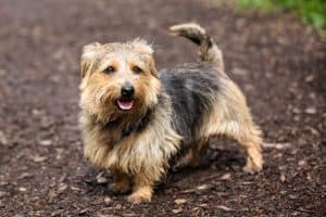 Norfolk Terrier enjoying a walk