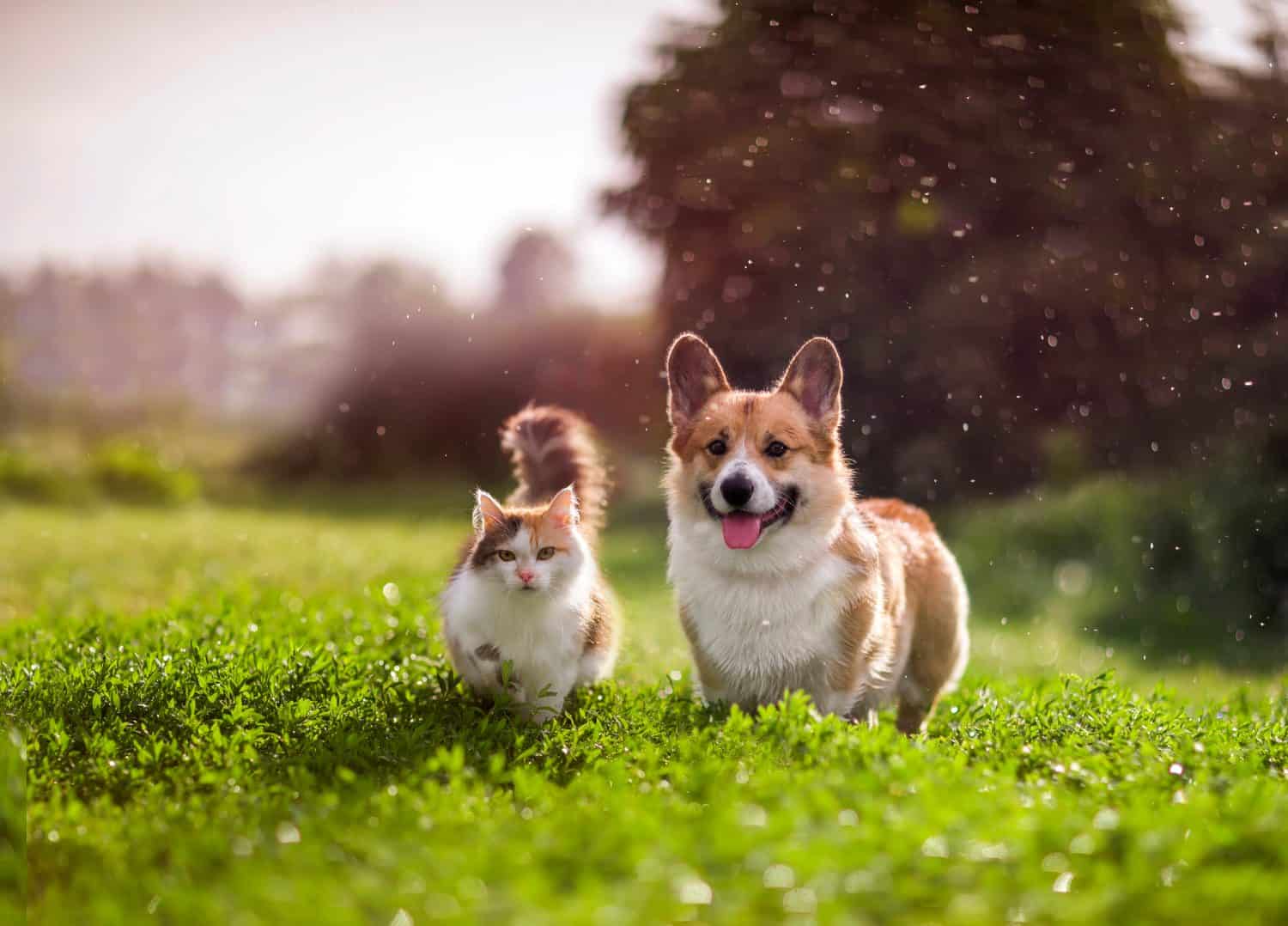 furry friends red cat and corgi dog walking in a summer meadow under the drops of warm rain