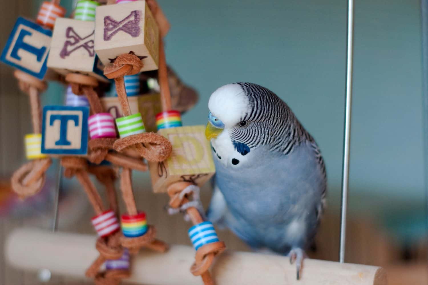 young male blue budgie mauve budgie gray budgie playing with a leather bird toy while balancing on a wing 