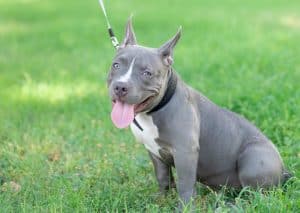 American Bully pocket puppy on grass