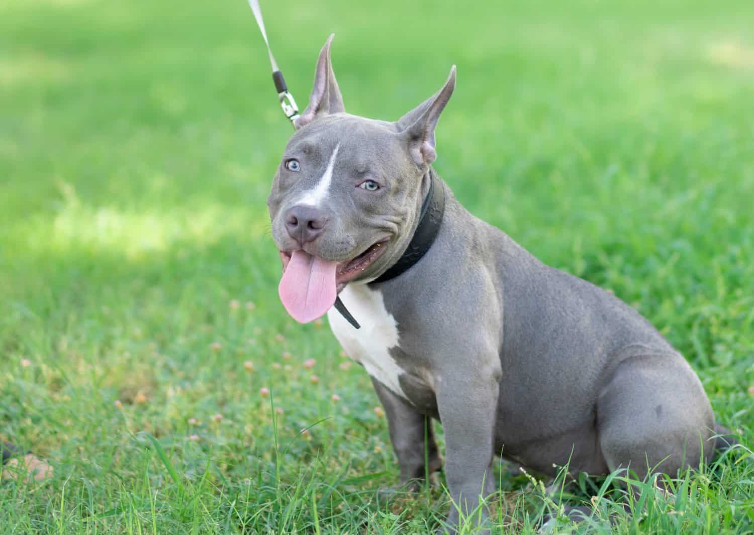 Pocket Pitbull Pictures - AZ Animals, image size:1500x1065