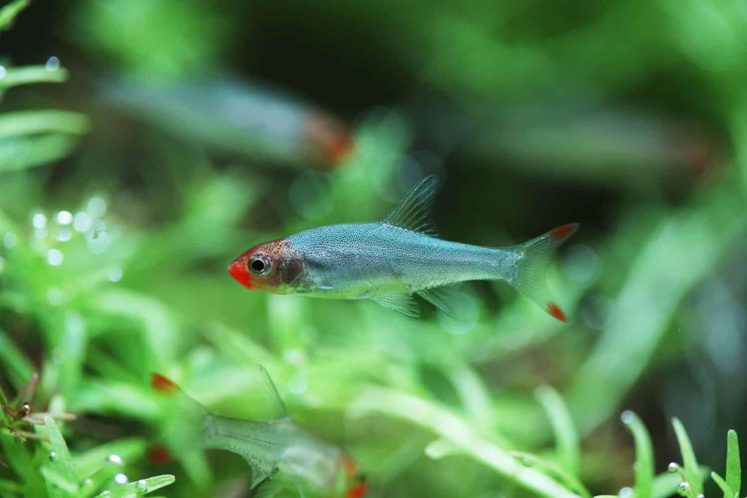 Male Asian Rummynose (Sawbwa resplendens) from burma