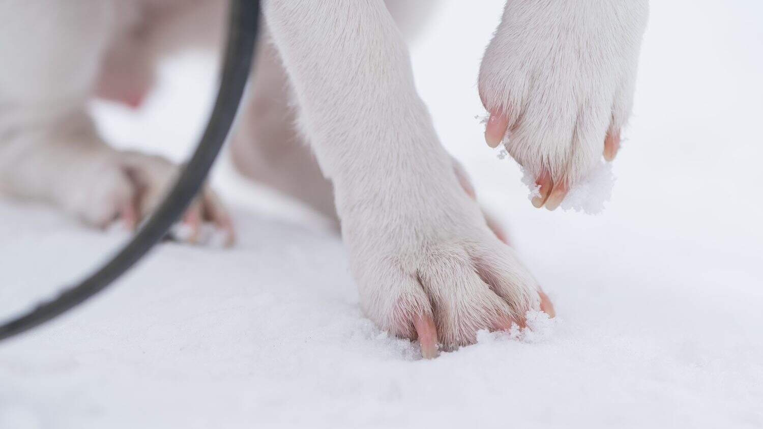 Close-up of dog paws on white snow.