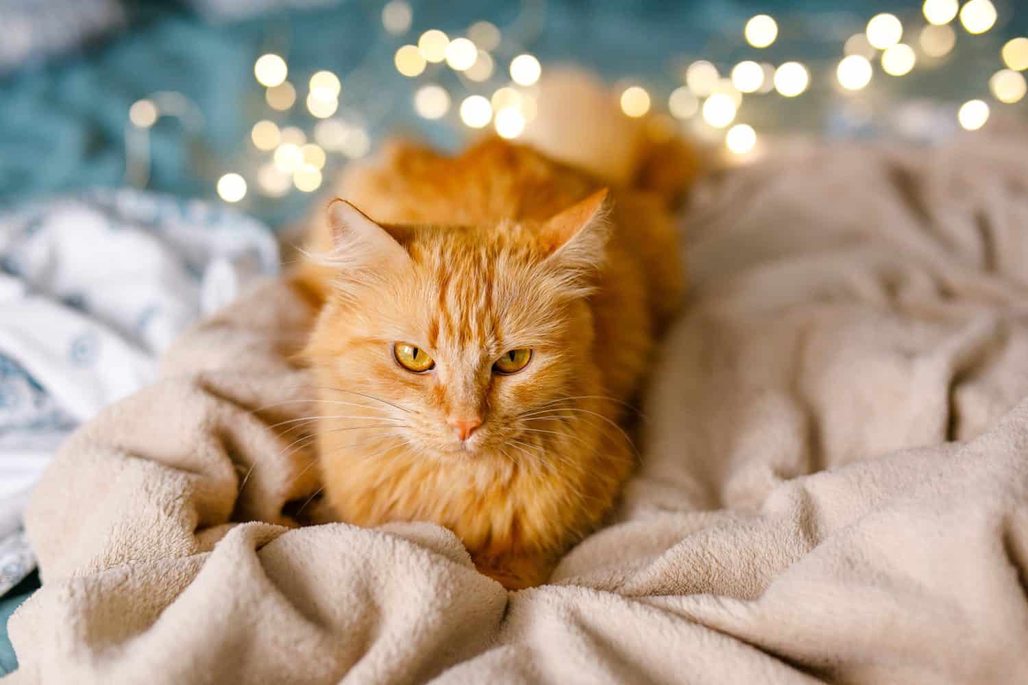 Ginger cute fluffy cat lies on the bed with a birch-colored sheet and a soft, cozy blanket with New Year garland on the background.