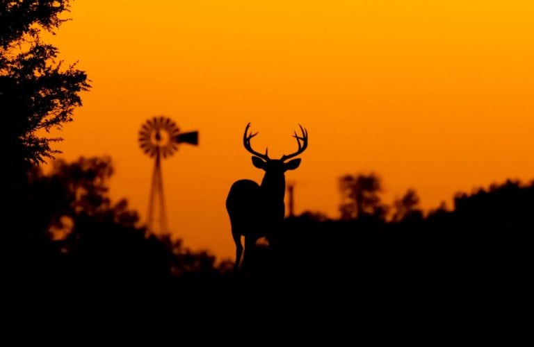 Silhouette Whitetail Deer Buck at sunset in Texas farmland