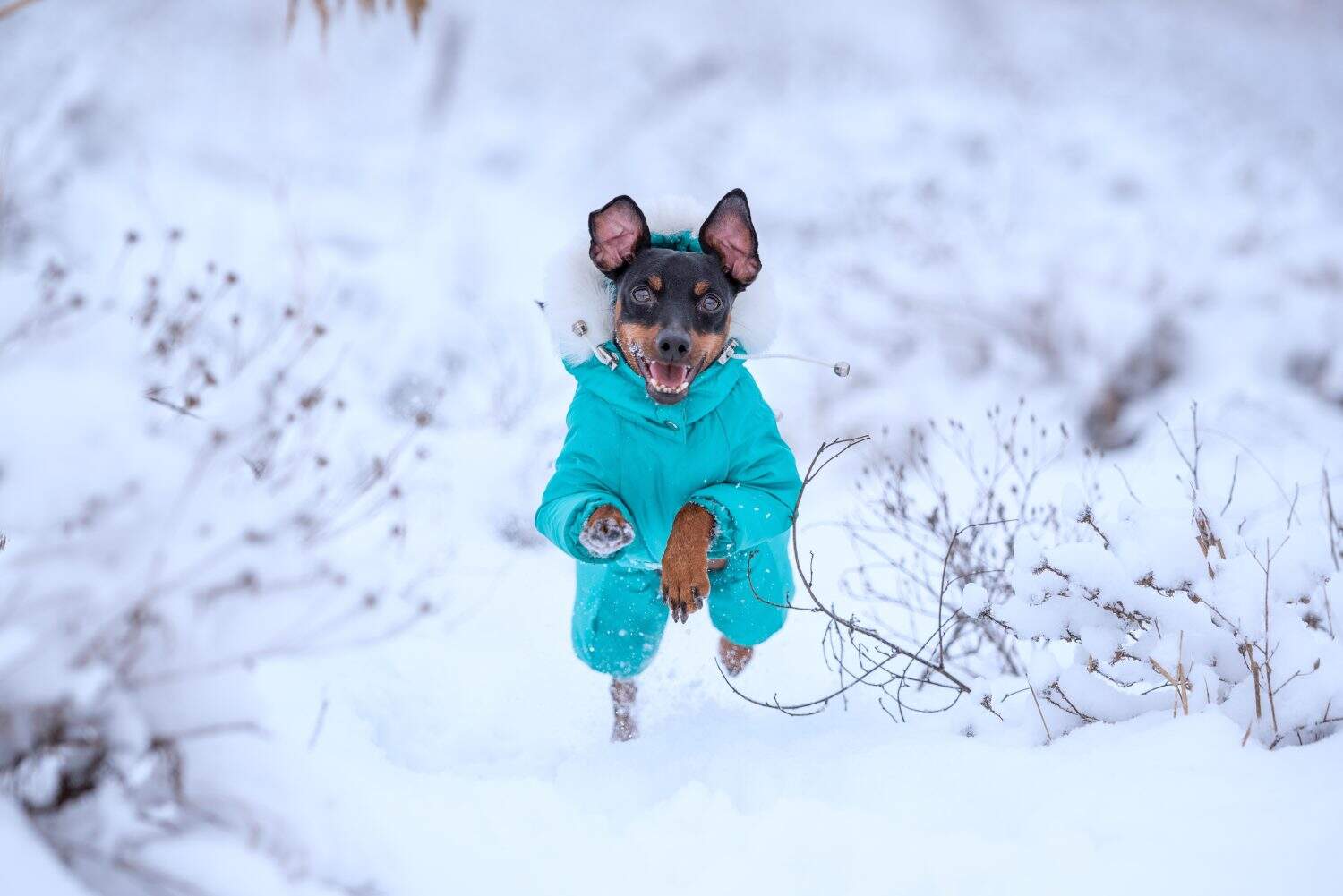 adult dog breed miniature pinscher for a walk running in the snow in winter