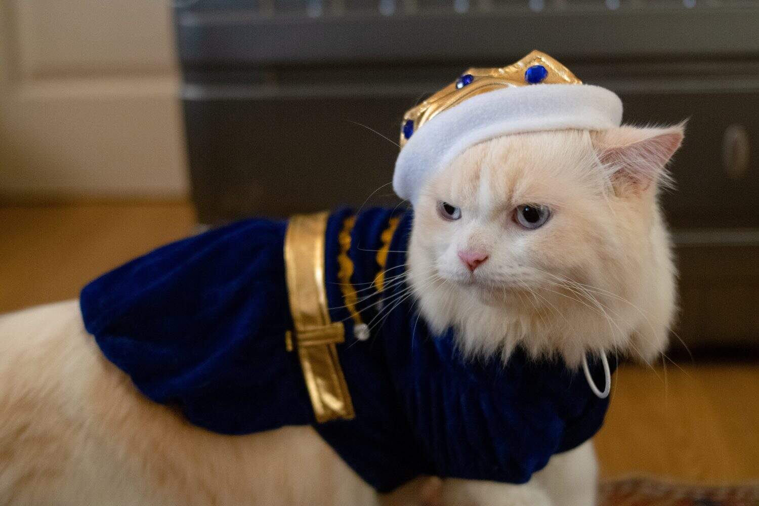 dressed up as a respectable king