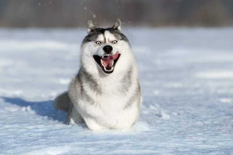 Beautiful Siberian Husky dog runs through the snow. Dog in the snow, outdoors