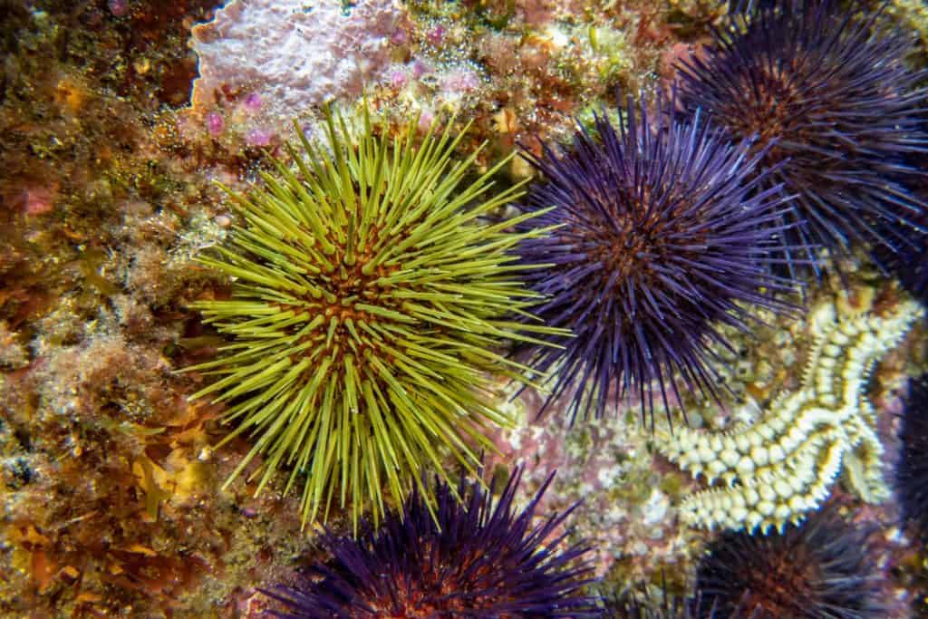Colony of common sea urchins on the rocks eating algae
