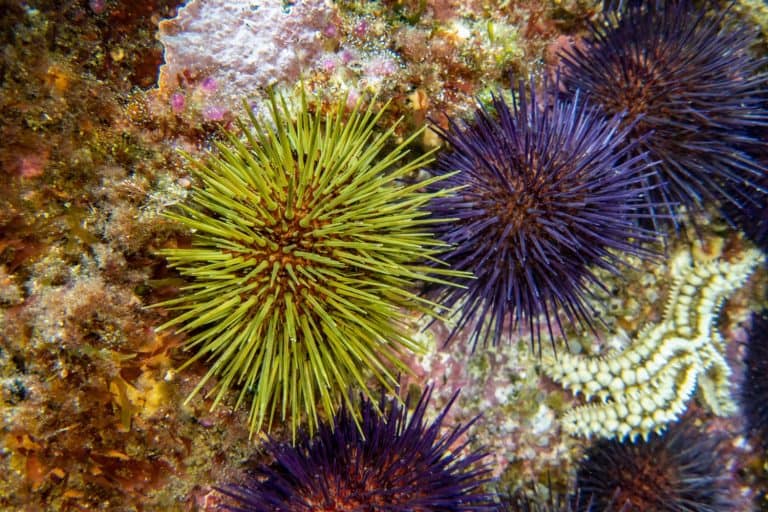 Colony of common sea urchins on the rocks eating algae