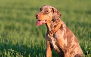 Portrait of a Leopard Hound dog in the green