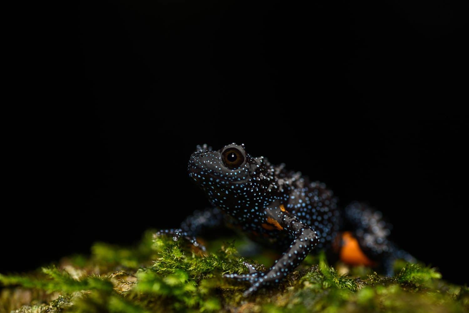 Melanobatrachus is a genus of narrow-mouthed frogs in the family Microhylidae. It is the only remaining genus in the monotypic subfamily Melanobatrachinae.