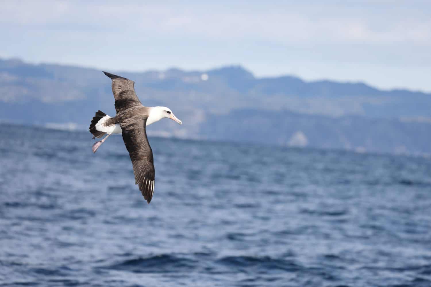 Laysan albatross (Diomedea immutabilis) in Japan