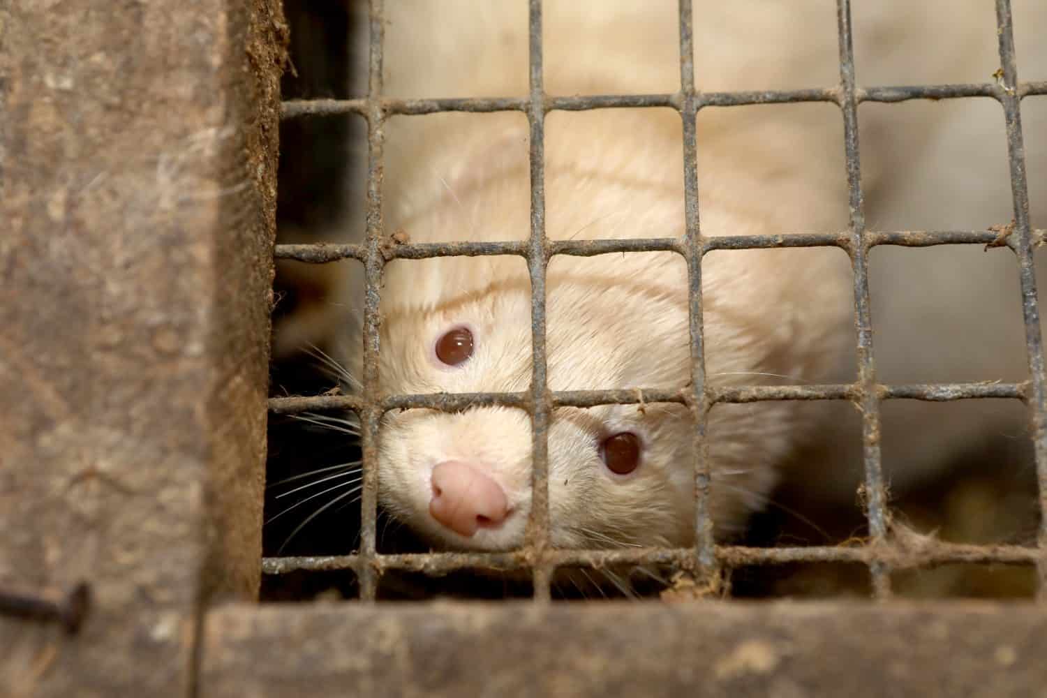 Mink farm. Production of elite fur. Animal in a cage, in the hands of a man
