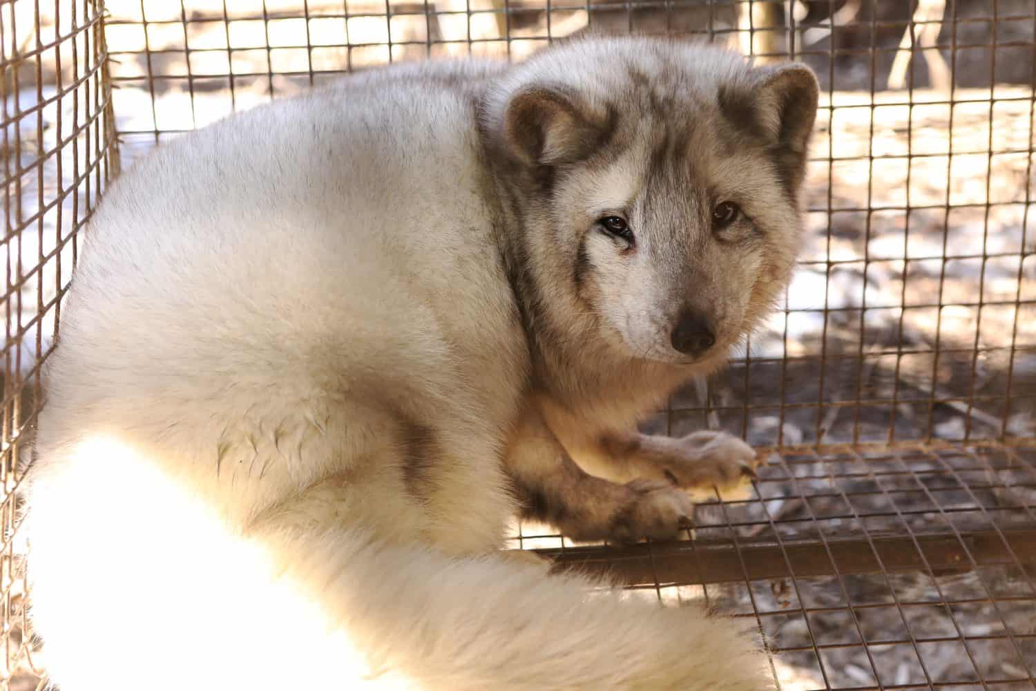 Farm for growing polar fox. Production of elite fur. An animal in a cage for killing and making a fur coat