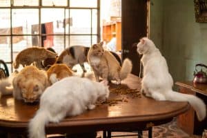 Why People Hoard Animals and How to Spot Early Warning Signs - A-Z Animals