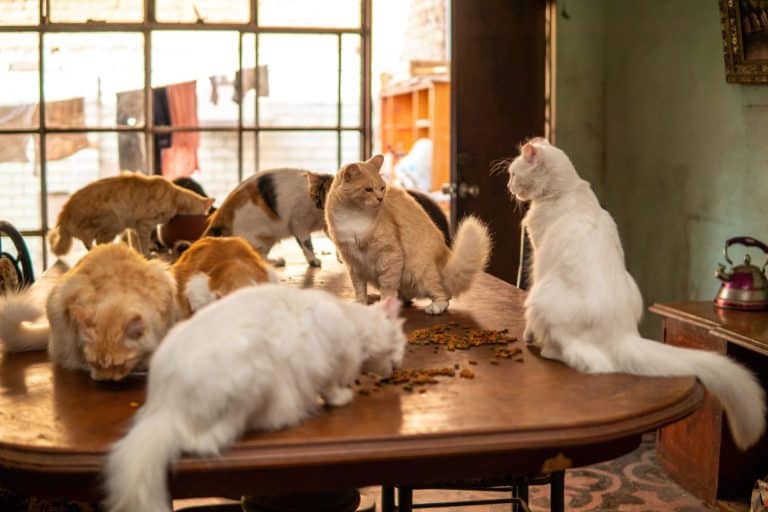 many cats on the table eating in the living room with clothes hanging in the background