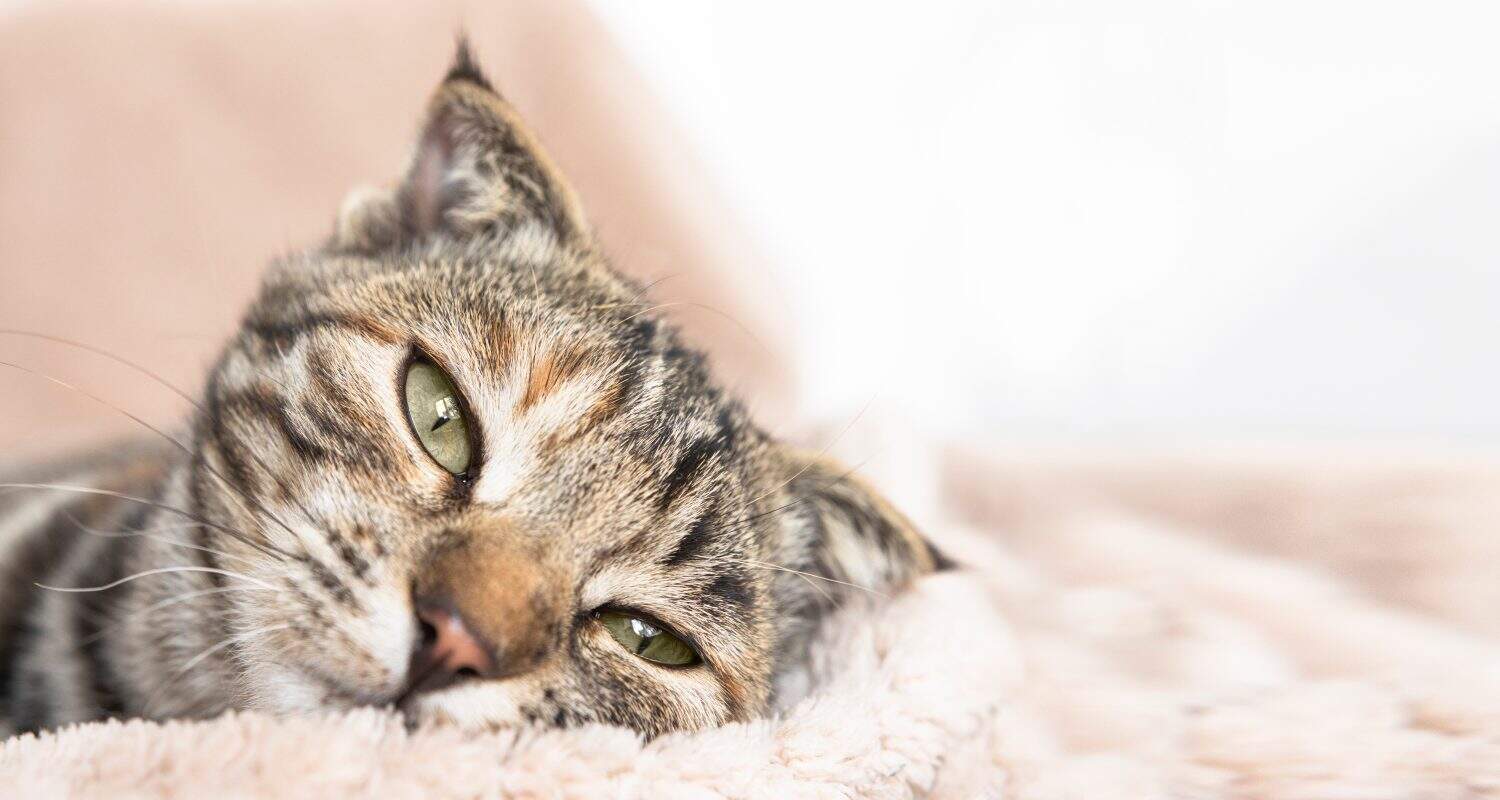 Portrait of a sad sick cat close-up. One tabby domestic cat with green eyes looks away, banner with copy space.