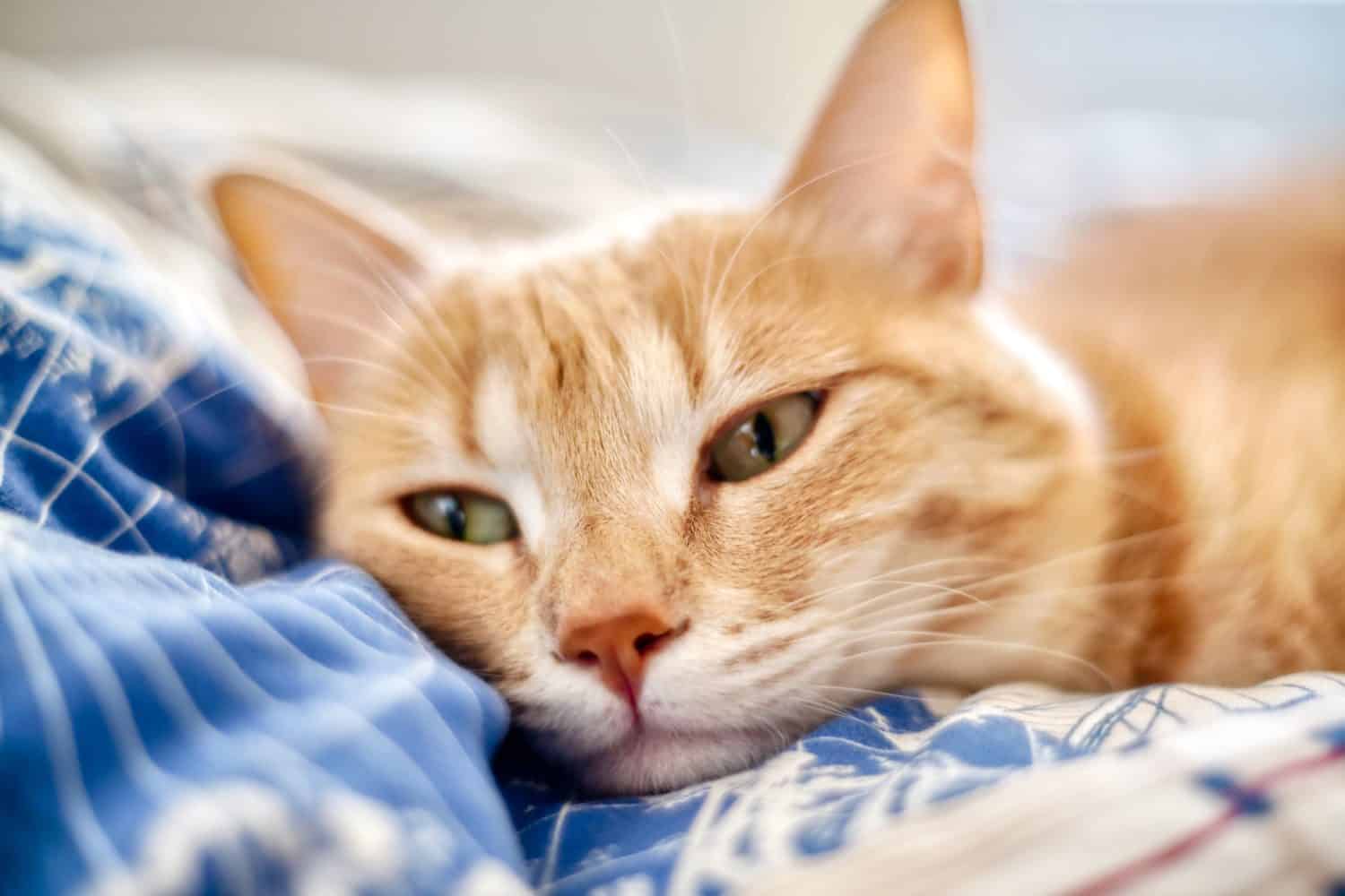 Tabby breed, beautiful but sick and unhappy cat