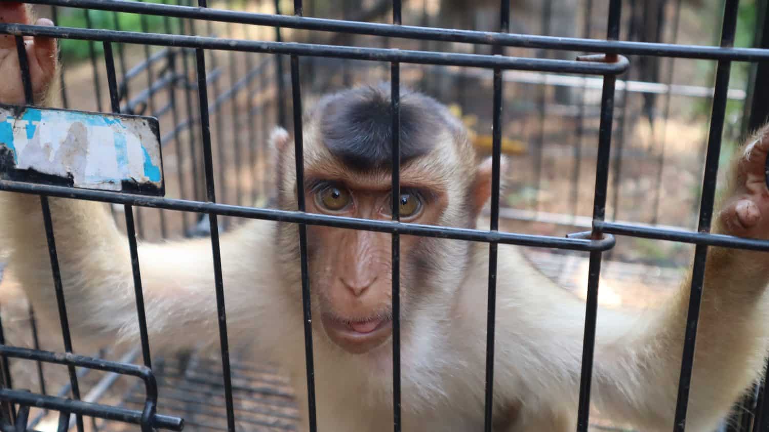 Angry little monkey in pet seller cage on blurred background
