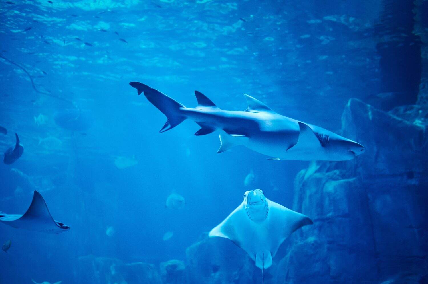 Big fishes in aquarium blue sea water in coral reef