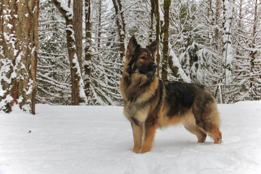 Christmas time Shiloh Shepherd (Mixal)
