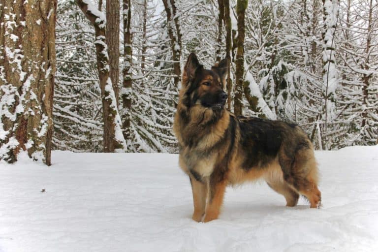 Christmas time Shiloh Shepherd (Mixal)