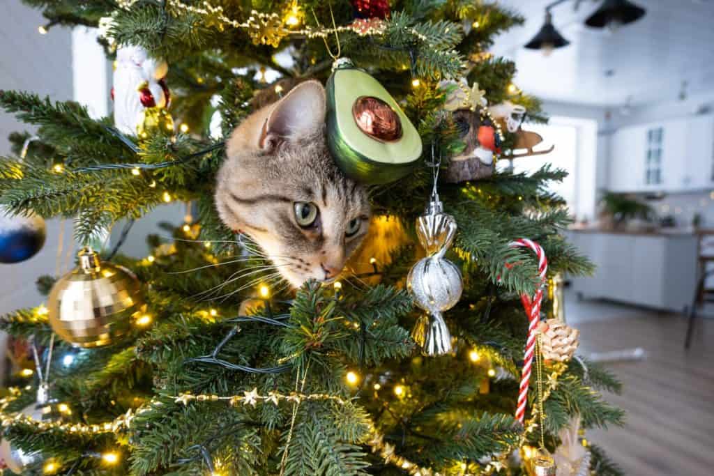 Funny cat is sitting on the Christmas tree. Hooliganism of a pet, sabotage, damage to the decor. Christmas, New Year.