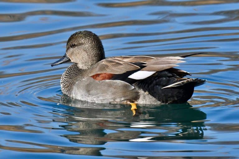 Gadwall, scientific name anas strepera, taken in Geneva CH.