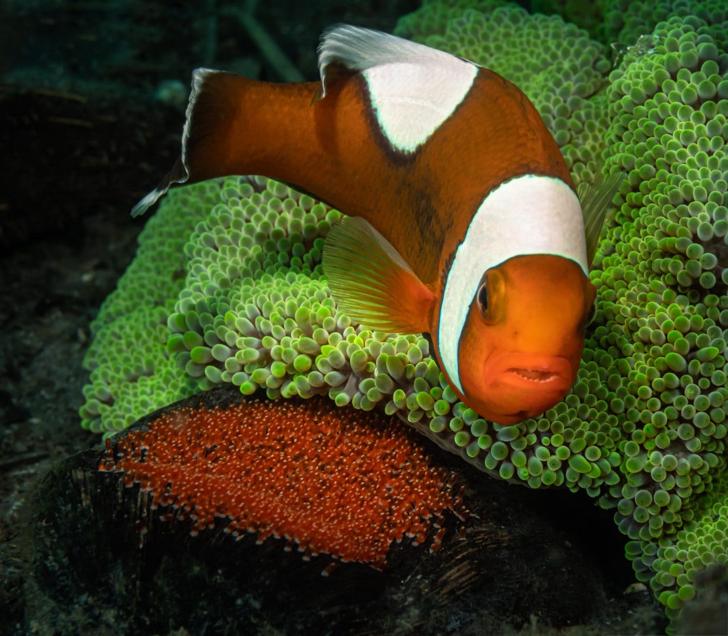 One small orange tropical fish with white stripes guards its eggs by living in a green anemone. Diving in the Philippines Sea. Fauna of the marine reserve. Coral reef dwellers in the sea aquarium