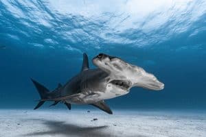 Great Hammerhead Shark up close in the Bahamas