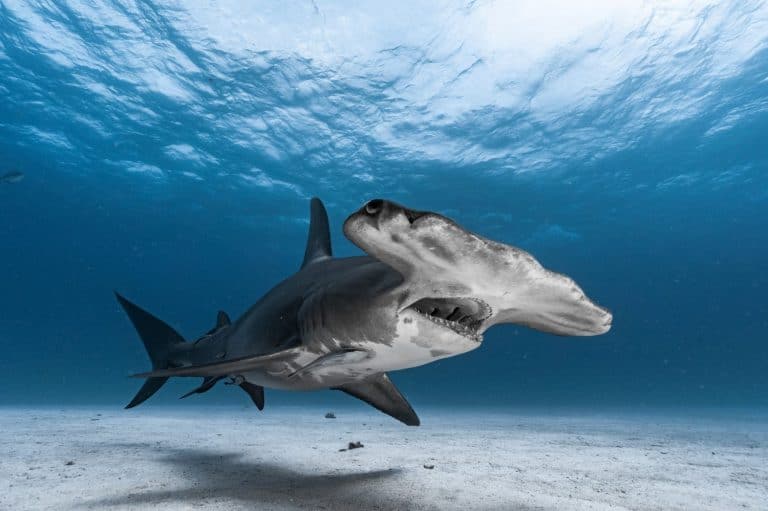 Hammerhead Shark
