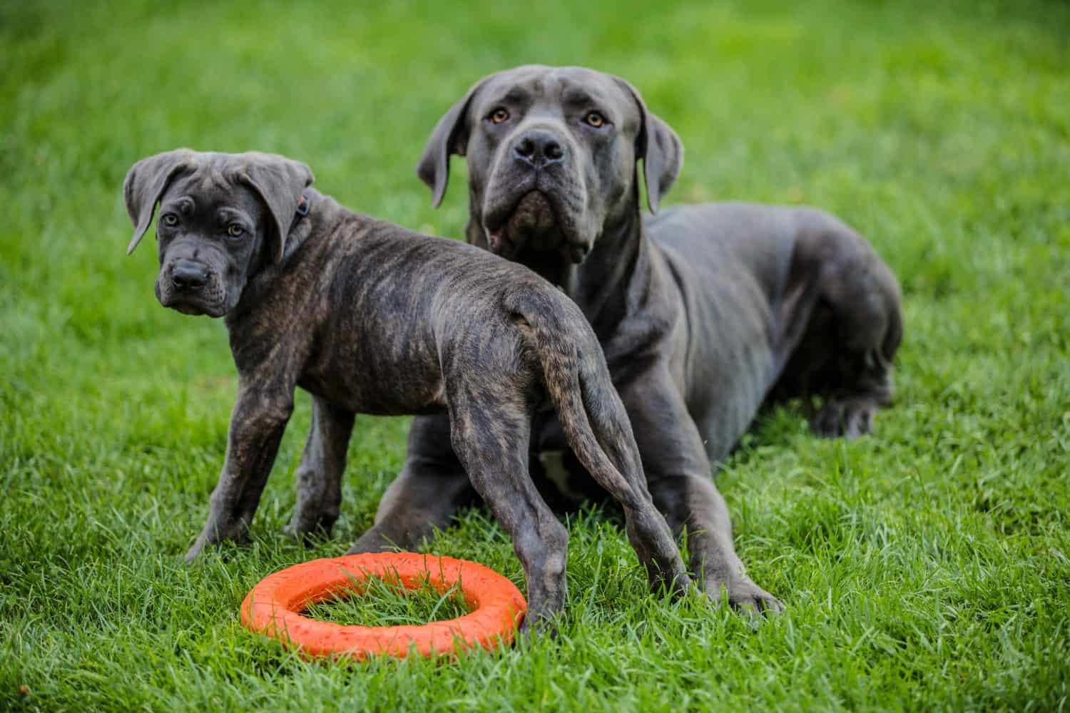 The cane corso puppy looks into the camera. Behind him lies an adult blue Cane Corso on the grass