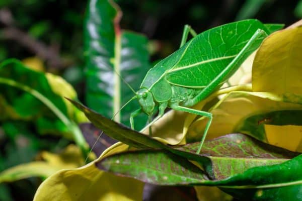 Soong Insect The Insect That Sounds Like a Songbird - A-Z Animals