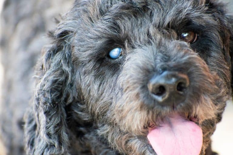 Close up of Elderly dog's face with eye problem.